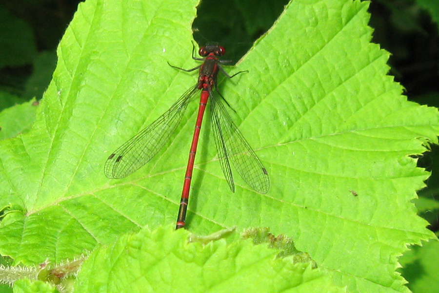 damigella rossa: Pyrrhosoma nymphula